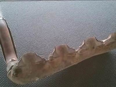 International T444E Exhaust Manifold