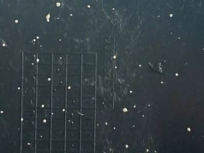 Freightliner Cascadia 125 Inner Fender