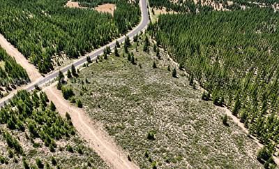 127.5 Acres of Timber Land in Weed, California