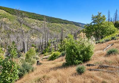 76.5 Acres in Horse Creek, CA – Private Retreat Bordering Klamath National Forest