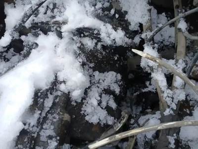 Front Differential for a 2021 Freightliner CASCADIA PT126064S T