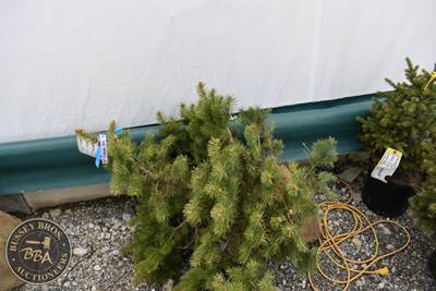 COLORADO BLUE SPRUCE