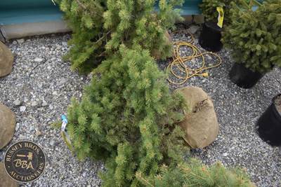 COLORADO BLUE SPRUCE