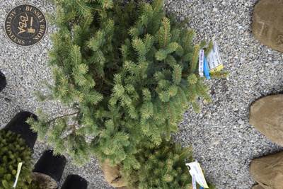COLORADO BLUE SPRUCE
