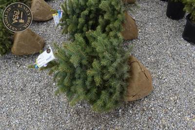 COLORADO BLUE SPRUCE