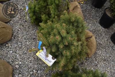 COLORADO BLUE SPRUCE