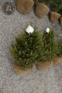 NORWAY SPRUCE