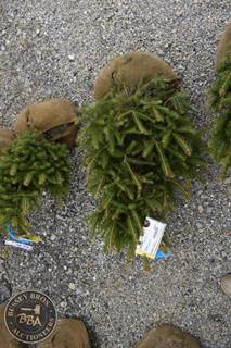 NORWAY SPRUCE