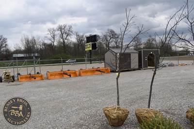 10FT White Pine Tree