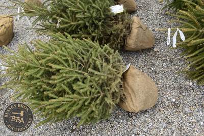 4FT White Spruce