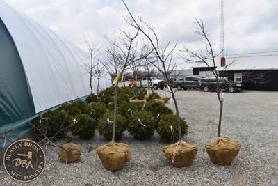 10FT White Pine Tree