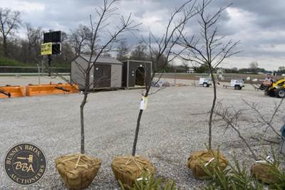 10FT White Pine Tree