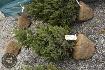 4FT White Spruce