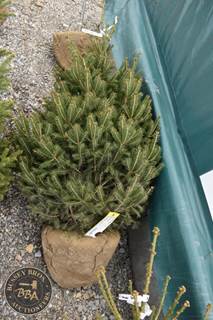 4FT White Spruce