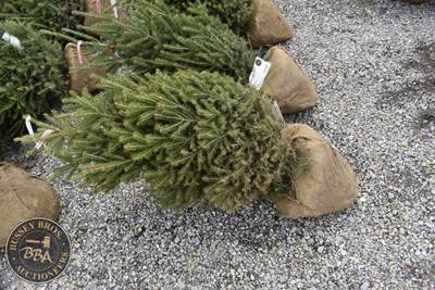 3FT White Spruce