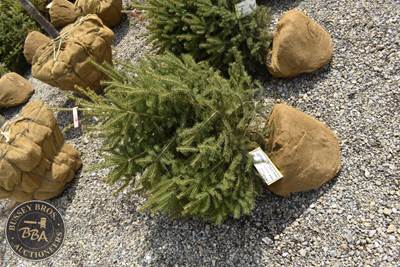 3Ft White Spruce