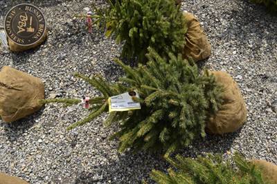 3FT Black Hills Spruce