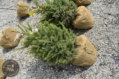 3FT Black Hills Spruce