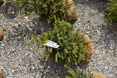 3FT Black Hills Spruce
