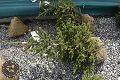 3FT Black Hills Spruce