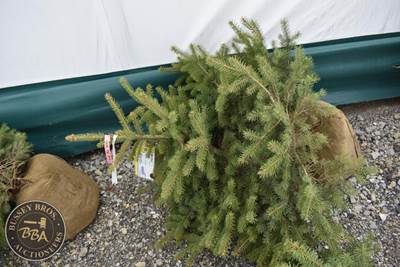 3FT Colorado Blue Spruce