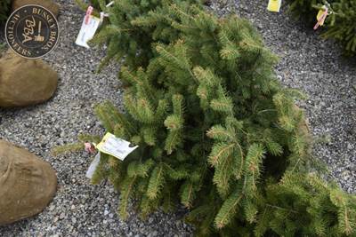 3FT Colorado Blue Spruce