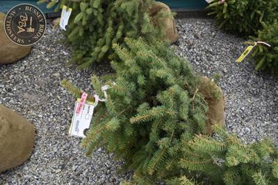 3FT Colorado Blue Spruce