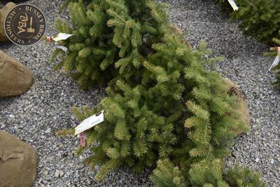 3FT Colorado Blue Spruce