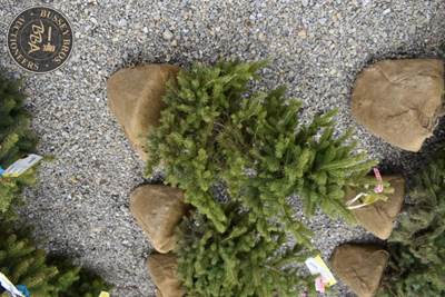 3FT Black Hills Spruce