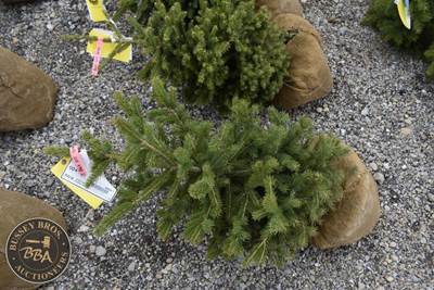 3FT Black Hills Spruce