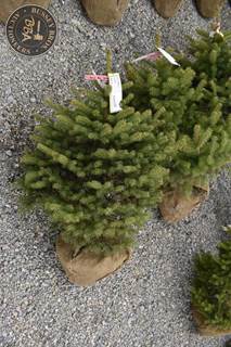 3FT Colorado Blue Spruce