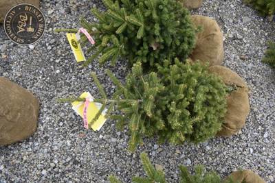 3FT Black Hills Spruce