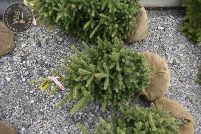 3FT Black Hills Spruce