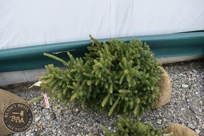 3FT Black Hills Spruce