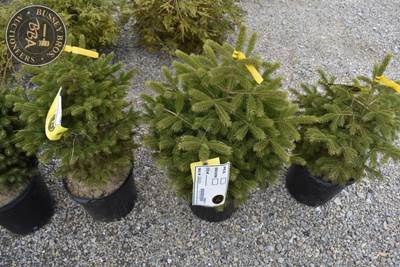 Potted Black Hills Spruce