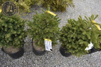 Potted Black Hills Spruce