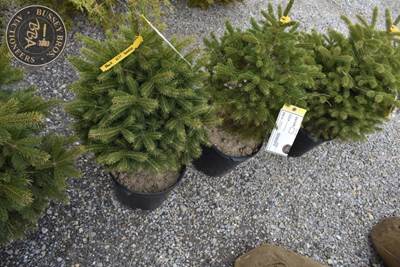 Potted Black Hills Spruce