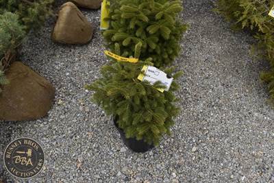 Potted Black Hills Spruce