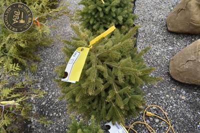 Potted Black Hills Spruce