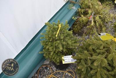 Potted Black Hills Spruce