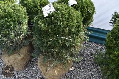 36"-42" Lot Contains 1 Shrub