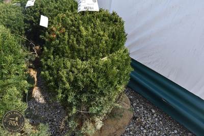 36"-42" Lot Contains 1 Shrub