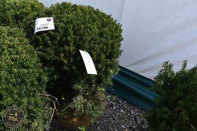36"-42" Lot Contains 1 Shrub