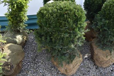 36"-42" Lot Contains 1 Shrub