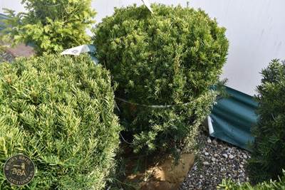 36"-42" Lot Contains 1 Shrub
