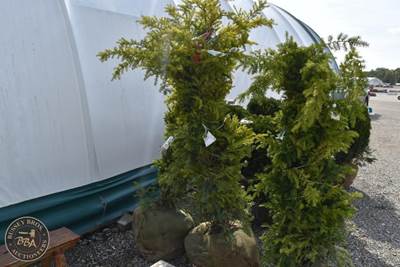 48"-60" Lot Contains 1 Shrub