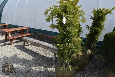 48"-60" Lot Contains 1 Shrub
