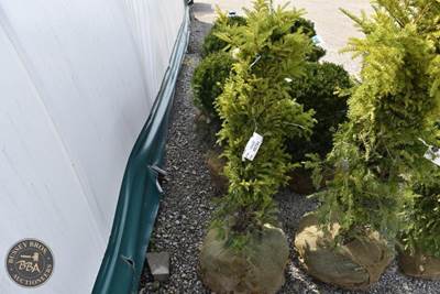 48"-60" Lot Contains 1 Shrub